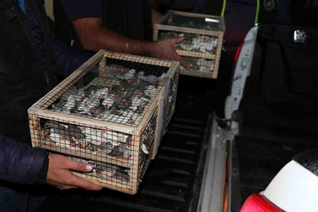 Gümrükte yakalandı! Tam 500 tane…